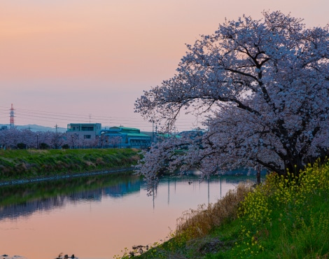 五条川沿いの桜並木の写真